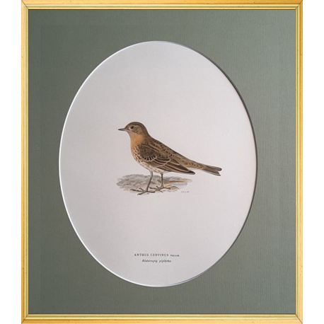 Magnus von Wright Art Birds 6
