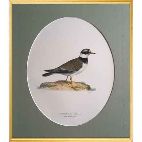 Magnus von Wright Art Birds 7