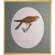 Magnus von Wright Art Birds 8