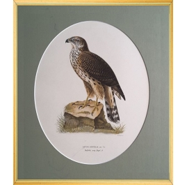Magnus von Wright Art Birds 9