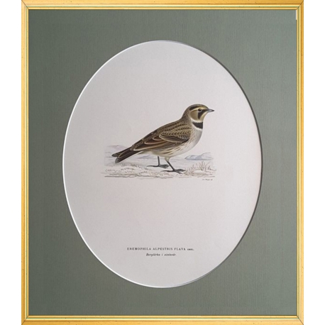 Magnus von Wright Art Birds 10