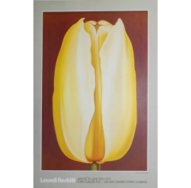 Yellow Tulip