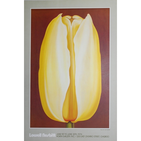 Yellow Tulip