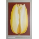 Gelbe Tulpe