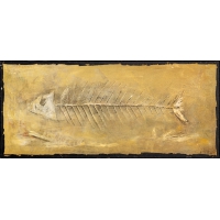 Fossils Fish