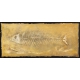 Fossilien Fisch