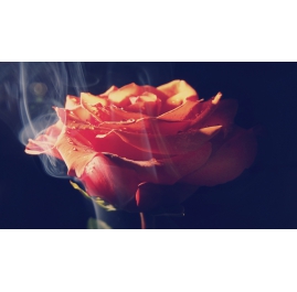 Smoke Rose