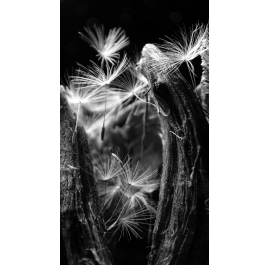 Dandelion Zoom III