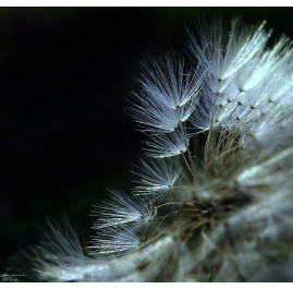 Dandelion Zoom