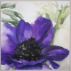 Anemone