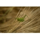 Grasshopper I