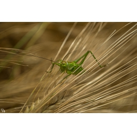 Grasshopper I