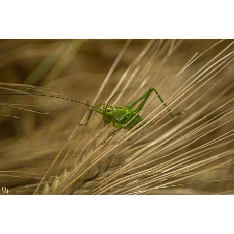 Grasshopper I