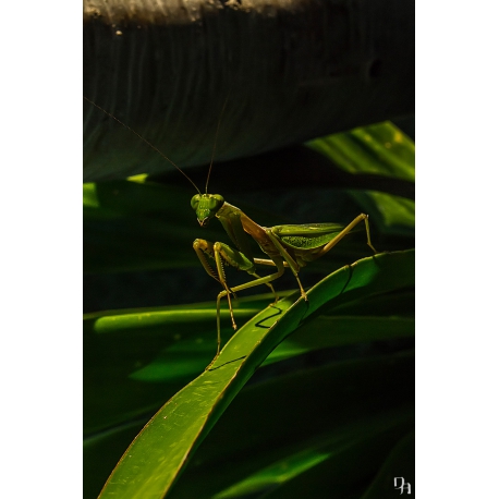 Grasshopper II