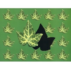 Maple leaves