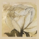 Witte Rozen