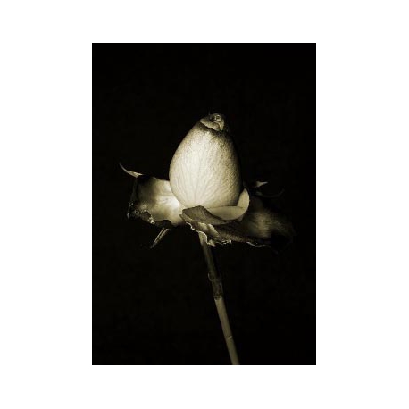 Series of Flowers 8, Untitled