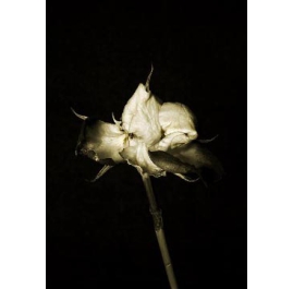 Series of Flowers 9, Untitled