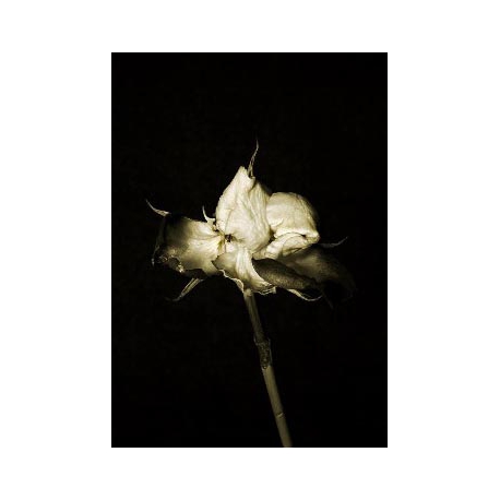 Series of Flowers 9, Untitled