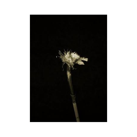 Series of Flowers 13, Untitled