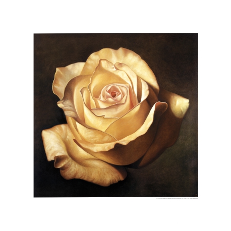 Campana, Franco - Yellow Rose - art print