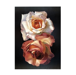 Campana, Franco - Due Rose - Art print