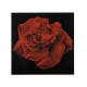 Campana, Franco - Due Rose - Art print