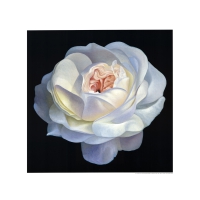White Rose - Art print - Campana, Franco