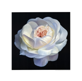 Campana, Franco - Wihte Rose - Art print