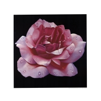 Pink Rose - Art print - Campana, Franco