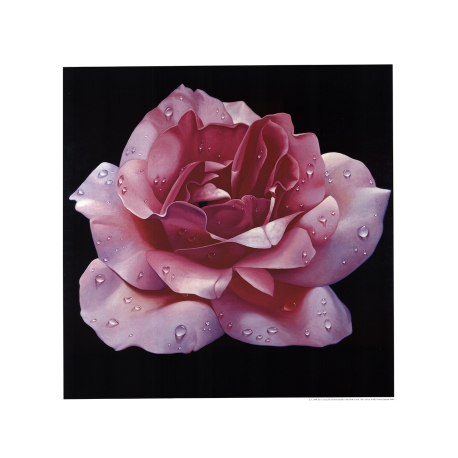 Campana, Franco - Pink Rose - Art print