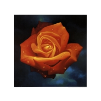 Orange Rose - Art print - Campana, Franco